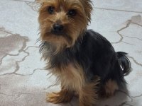 Yakışıklı erkek yorkshire terrier