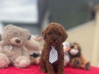 KG GARANTİLİ POODLE YAVRULAR
