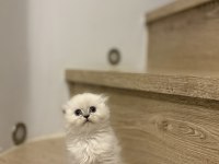 SCOTTISH FOLD LONGHAIR YAVRULARIM 