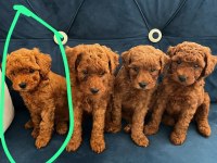 Kore kan toy poodle