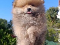 Pomeranian Boo Yavruları