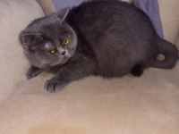 British Shorthair Kedimiz Sahiplendirilecektir