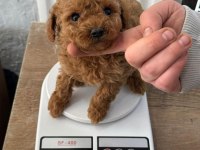 Orijinal ırk toy poodle red brown kg garantili
