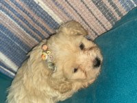 1.5 Aylık cüce maltipoo köpeklerimiz