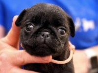 Pug Saf Irk Köpekler