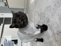 Ücretsiz british shorthair kedimiz