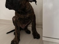 Safkan A kalite Bakımlı Yavru Presa Canario