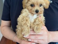 Fırsat Yavruları Bebek Yüzlü Maltipoo