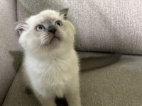 Scottish fold yavrular