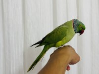 Evcil konuşan erkek portakal kafa pakistan papağanı