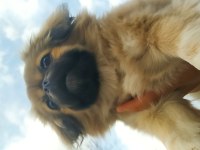 Beş aylık pekinez dişi köpek aşıları var