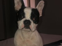 KISIR ÇOK UYUMLU FRENCH BULLDOG