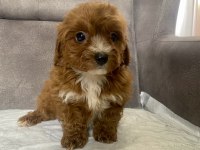 TEACUP MALTIPOO OĞLUMUZ