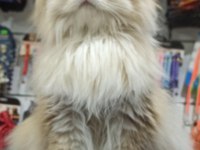 British longhair chocolata golden shell (by12)