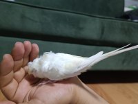Acil sahiplendirme muhabbet kuşu 4 aylık