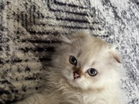 Yakışıklı Oğlan Scottish Fold