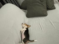 Beagle yavrusu köpeğimiz