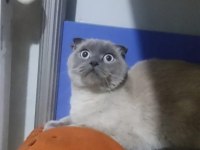 KEDİMİZ DUMAN YENİ SAHİBİNİ BEKLİYOR