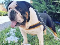 Yavru Ve Yetişkin A Kalite İngiliz Bulldog