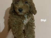 Toy poodle yavrularım