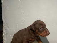 KIZIL DOBERMAN BEBEKLER