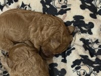 Uyguna Toy Poodle Teacup Saf Irk