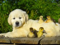 Golden Retriever Yavrular Canlı Görerek Alabilirsiniz