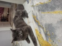 BRİTİSH SHORTHAİR KEDİLERİMİZ