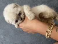 Scottish Fold Kedimizi Sahiplendirme