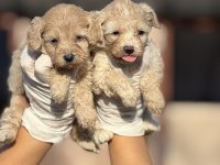 Maltipoo bebeklerimiz