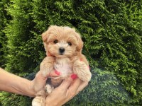 Kore Maltipoo Teacup