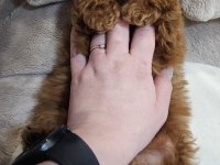 2 aylık Toy Poodle yavrular
