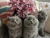 Gri british shorthair ve scottish fold kediler