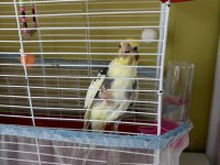 7 aylık sultan papağanı