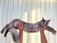 Safkan Şecereli Dişi Maine Coon
