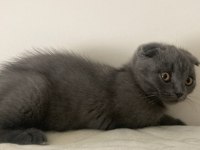 Scottish fold bebiş