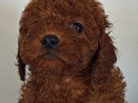 Toy Poodle Yavrularımız