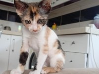 KEDİMİZE ÖMÜRLÜK YUVA ARIYORUZ