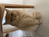 İran persian