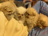 Üretici Den Pomeranian Yavruları