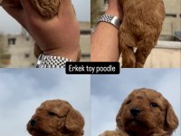 TOY POODLE MİNİK KÖPEKLER
