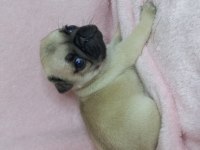 Pug yavruları