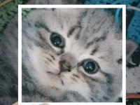 4 Nisan doğumlu dişi british shorthair