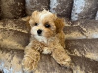 Korean Maltipoo Köpeğimiz
