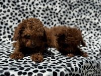 Petmode köpek çiftliğinden tea cup kore poodle