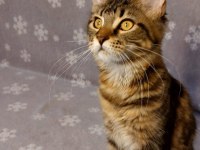 Ful secereli mainecoon Unvanlı ebeveynlerden.