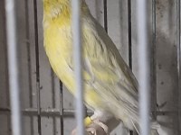 Sarı Saten Kanarya Takımlar