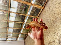 Yasal Mikroçipli Ek15 belgeli Uromastx Geyri