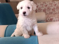 Maltese Terrier Malta Beyaz Terrier