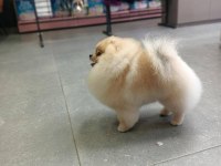 Pomeranian eşleşme ilanıdır